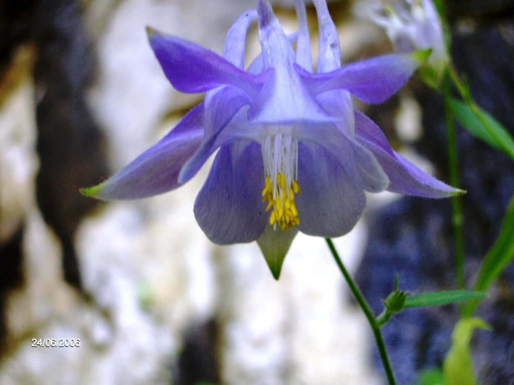 aquilegia ottonis?